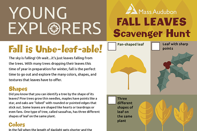 Young Explorers - Fall Leaves activity page