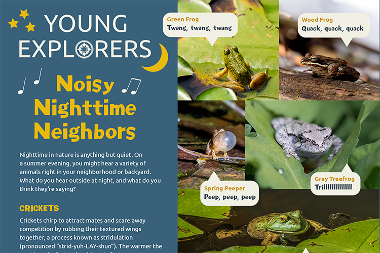 Young Explorers - Noisy Nighttime Neighbors activity page