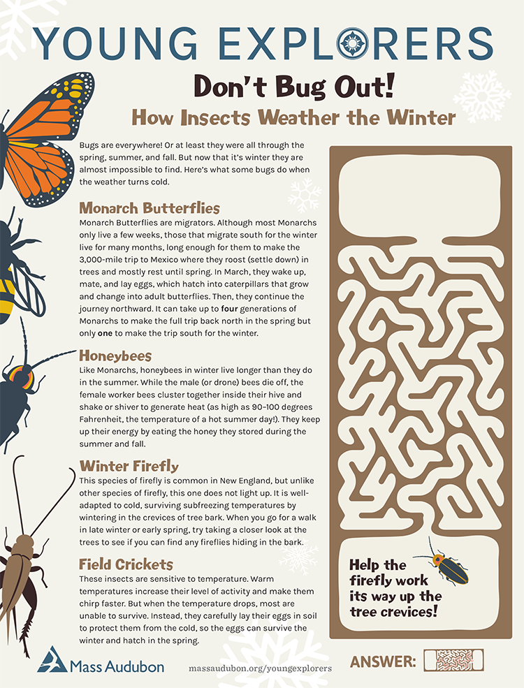 Young Explorers - Don't Bug Out activity page