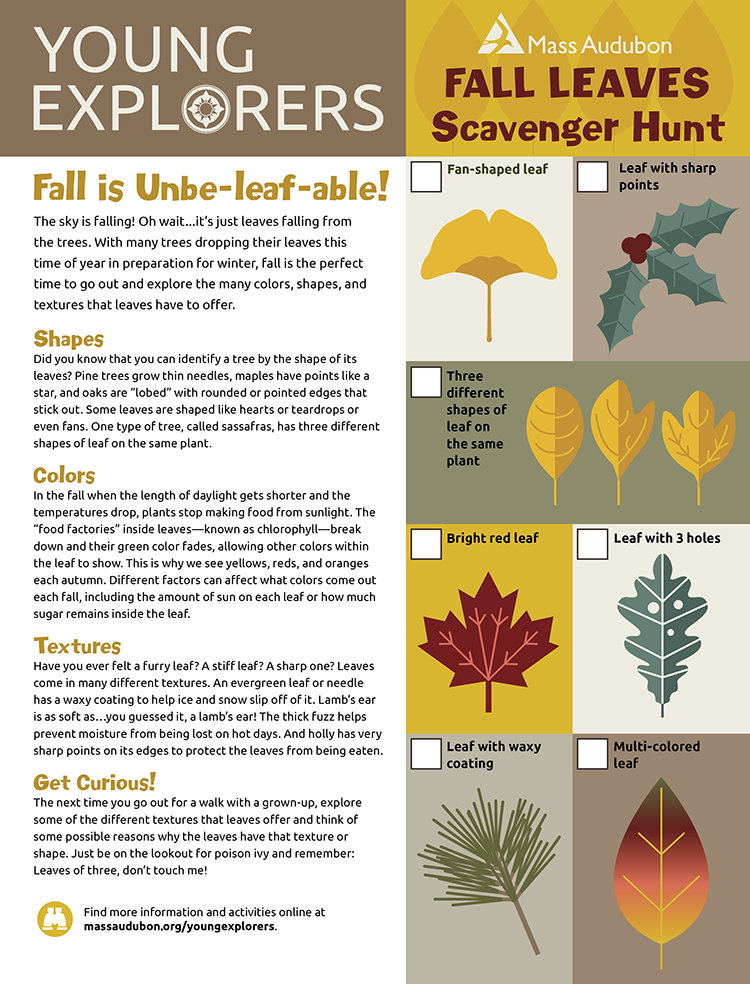 Young Explorers - Fall Leaves activity page