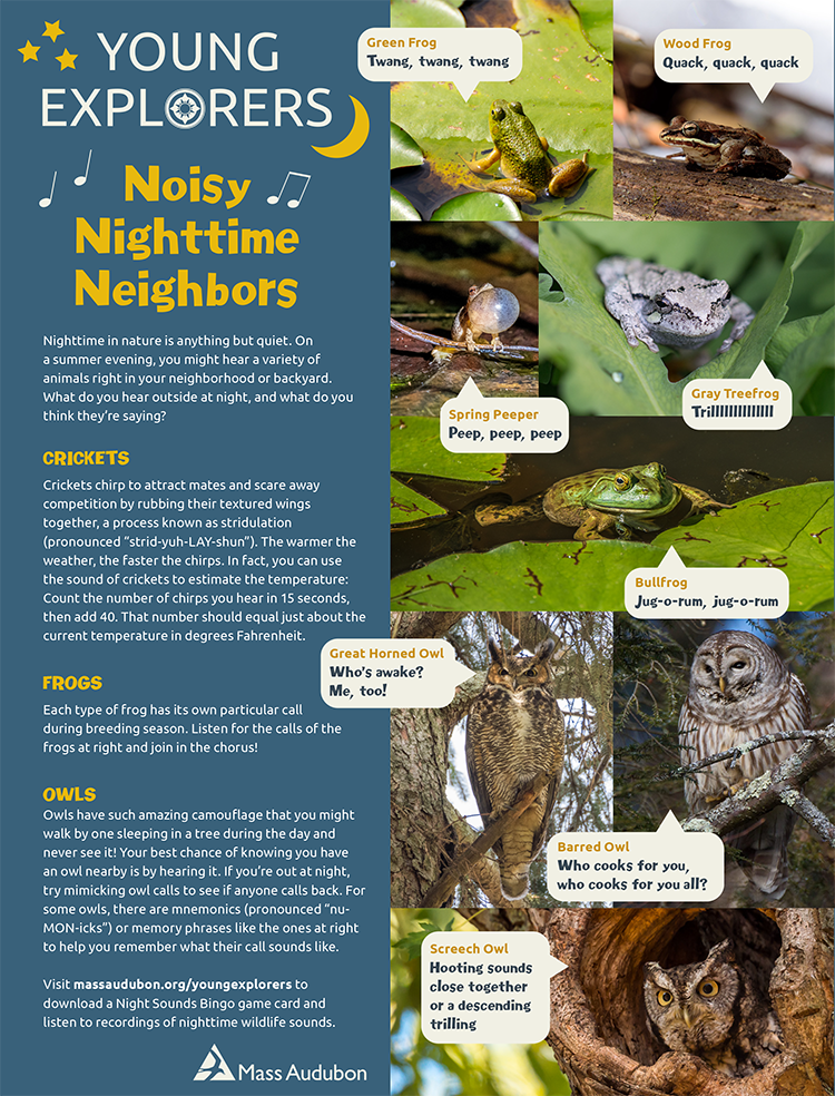 Young Explorers - Noisy Nighttime Neighbors activity page