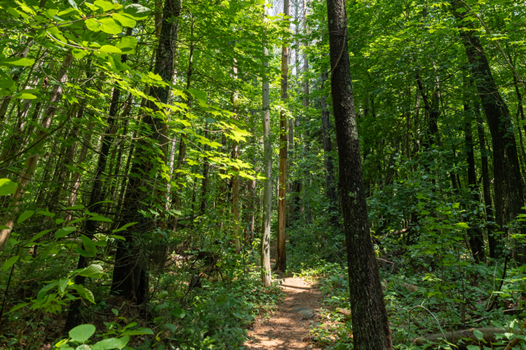 A trail in the woods at Cook's Canyon