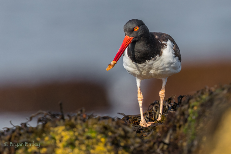 American Oystercatcher © Bryan Batley