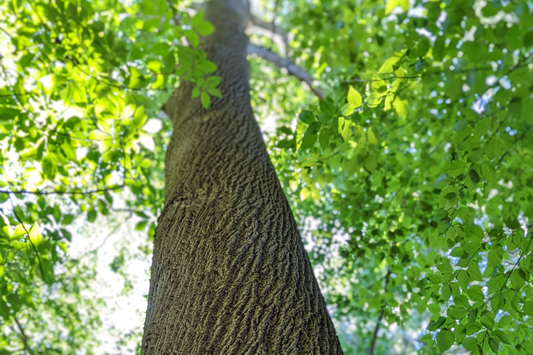 Tulip tree at Arcadia
