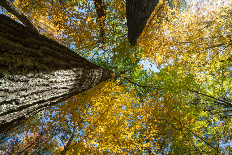 Broad Meadow Brook's Big Oak in autumn