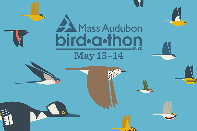 Bird-a-thon 2022 blue banner