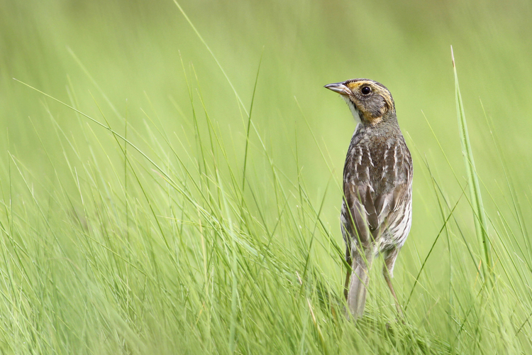  in the grass © Andy Eckerson