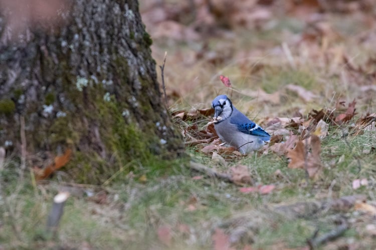 Blue Jay by a tree among fallen leaves