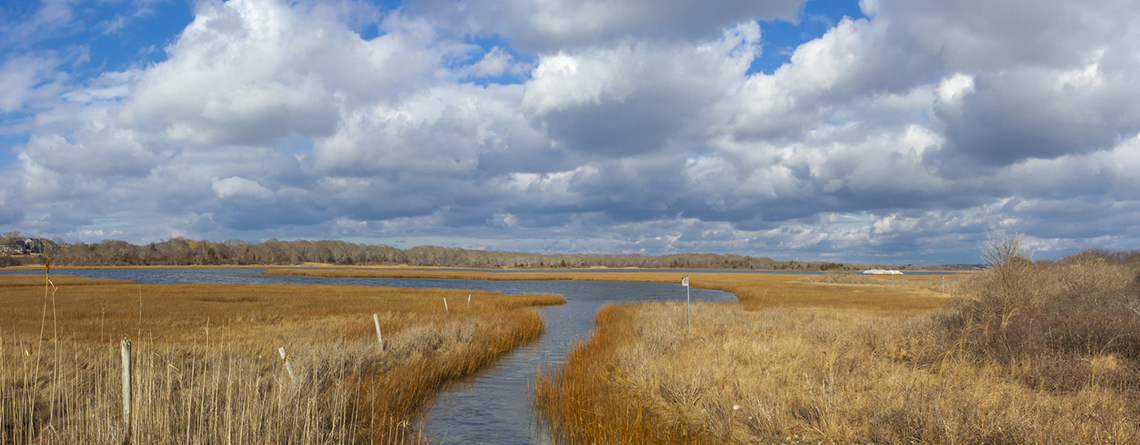 Allens Pond marsh © Darya Zelentsova