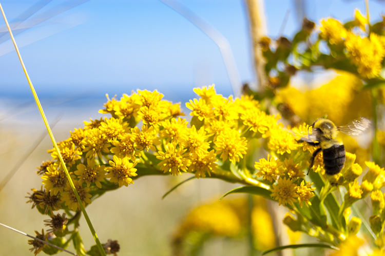 Eastern bumblebee on goldenrod