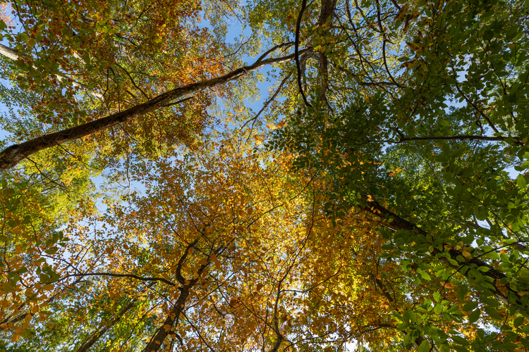 Looking up through the tree canopy at Attleboro Springs 750