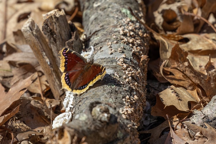 Mourning Cloak on a fallen log