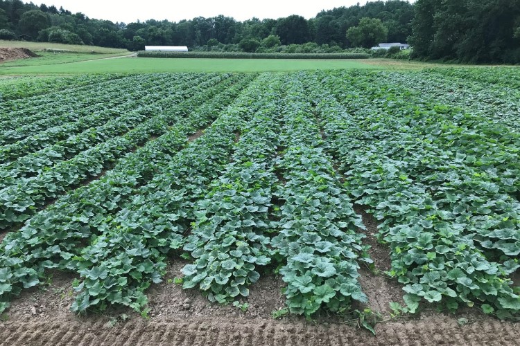 A field of vegetables at Drumlin Farm
