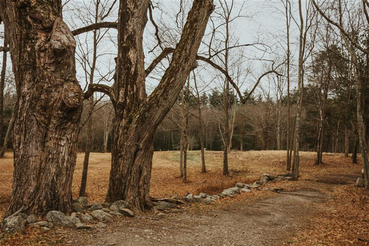 Two presidential maple trees, George and Martha, at Moose Hill