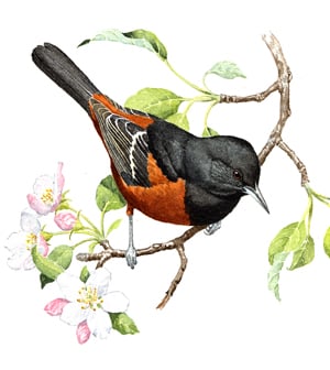 Orchard Oriole