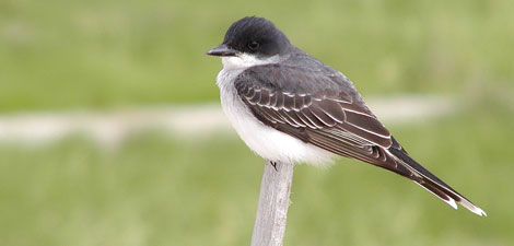 Kingbird © Richard Johnson