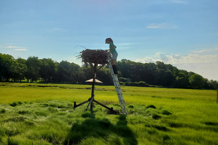 Monitoring an osprey tower