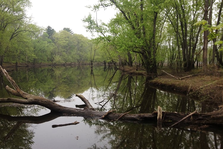 A section of the Mill River floodplain forest in western Massachusetts