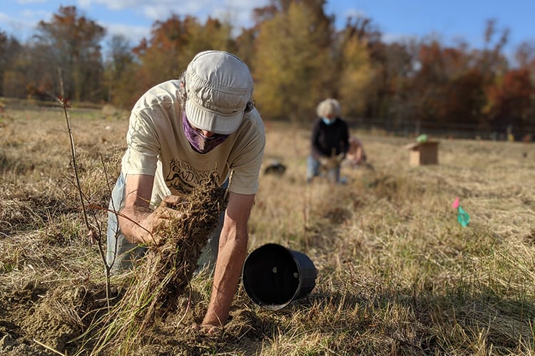 Planting a tree as part of a floodplain forest restoration project at Arcadia