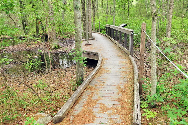 Trail to vernal pool at Attleboro Springs Wildlife Sanctuary