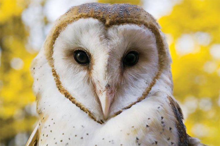 Barn Owl © Peter Sutton