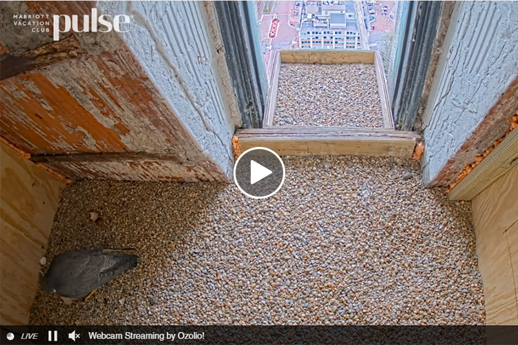 Custom House Peregrine Falcon Cam screenshot