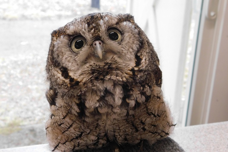 One of Trailside's resident Eastern Screech Owls