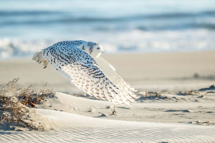 Snowy Owl copyright Paul Malenfant
