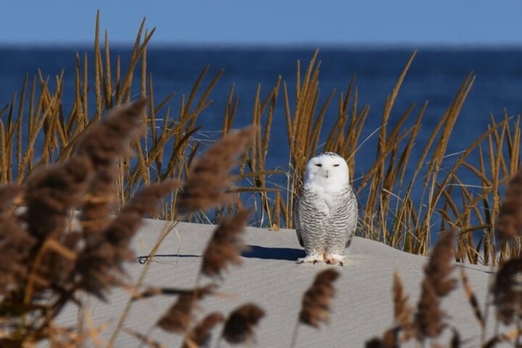 Snowy Owl copyright Richard Cuzner