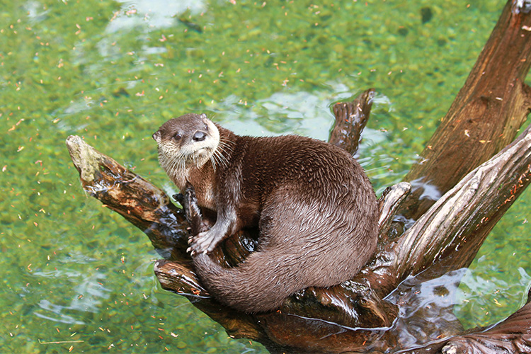 Trailside's resident River Otter grooming