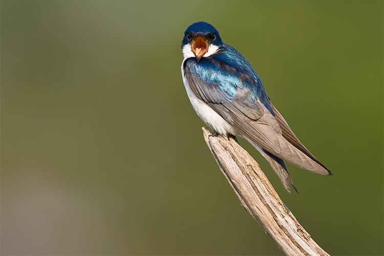 Tree swallow © Sean Carey