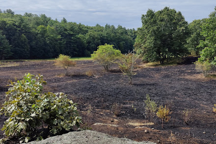 Brush fire damage at Broadmoor