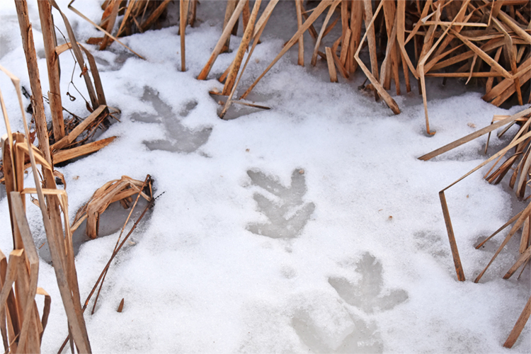 Wild Turkey tracks in the snow at Broadmoor Wildlife Sanctuary