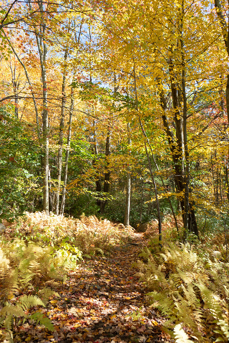 Trail surrounded by golden fall foliage at Burncoat Pond Wildlife Sanctuary
