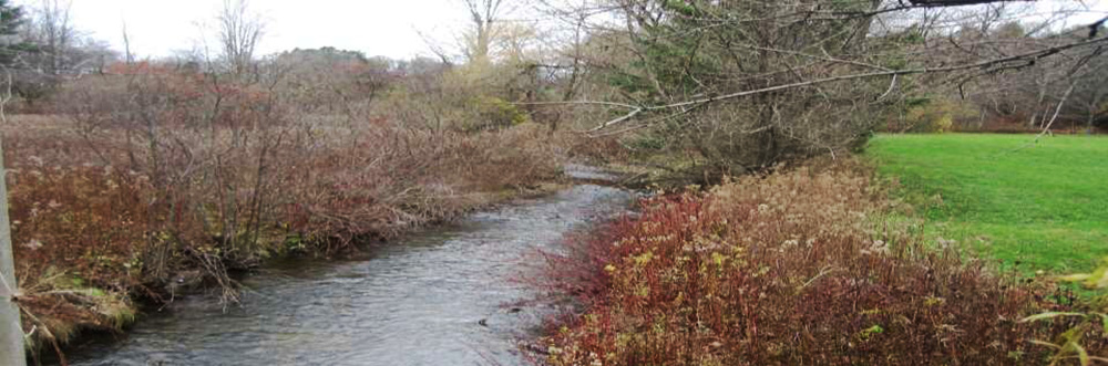 View of restored Sackett Brook