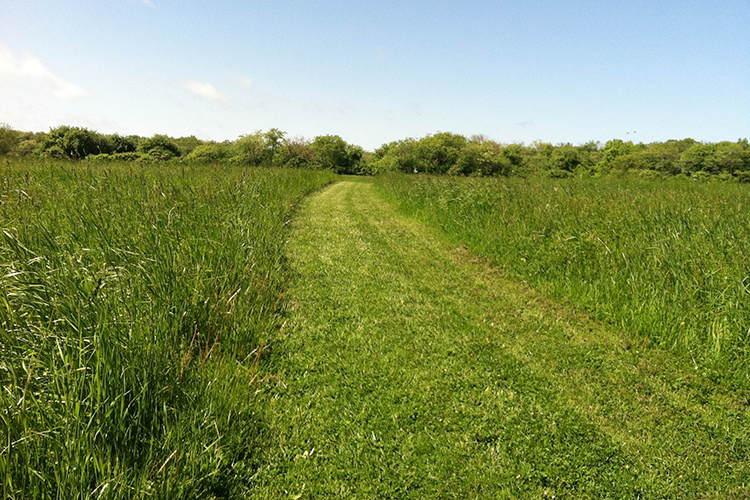 Mowed path through grasslands at Daniel Webster Wildlife Sanctuary