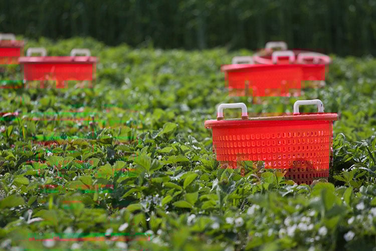CSA harvesting baskets in the field