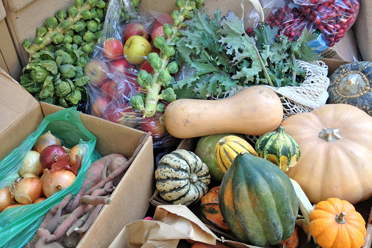 Drumlin CSA sample fall share