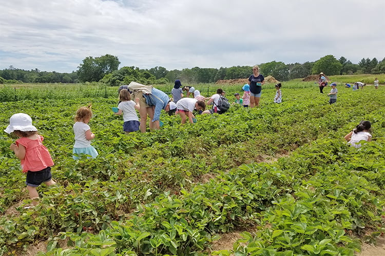 Families in fields during Strawberry Day