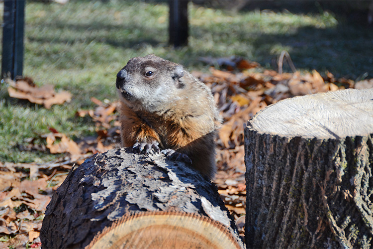 Ms. G investigating tree stumps