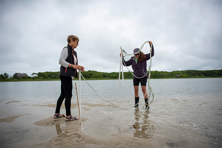 Horseshoe Crab survey volunteers at work © Gabrielle Mannino