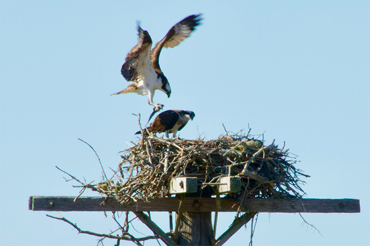 Male Osprey delivering fish to nest © Kathy Kinsman