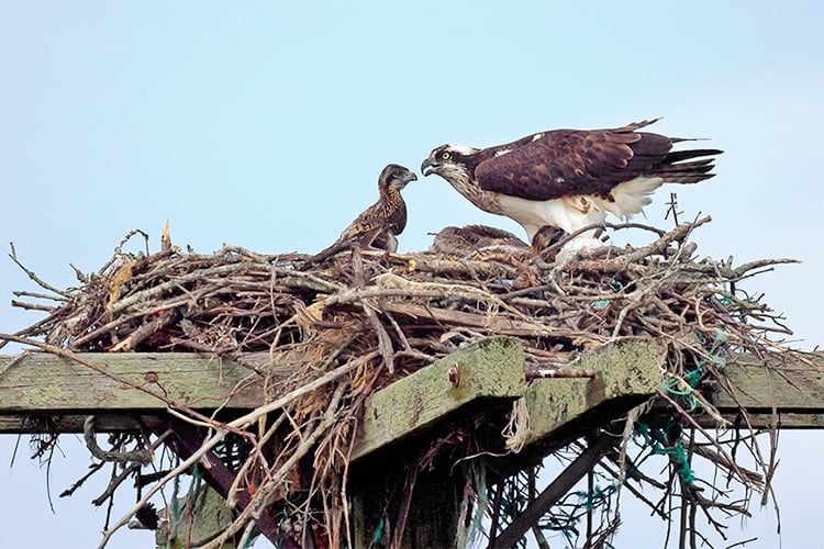 Osprey parent and chick on nesting pole