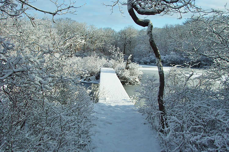 Pond boardwalk trail in winter at Felix Neck Wildlife Sanctuary