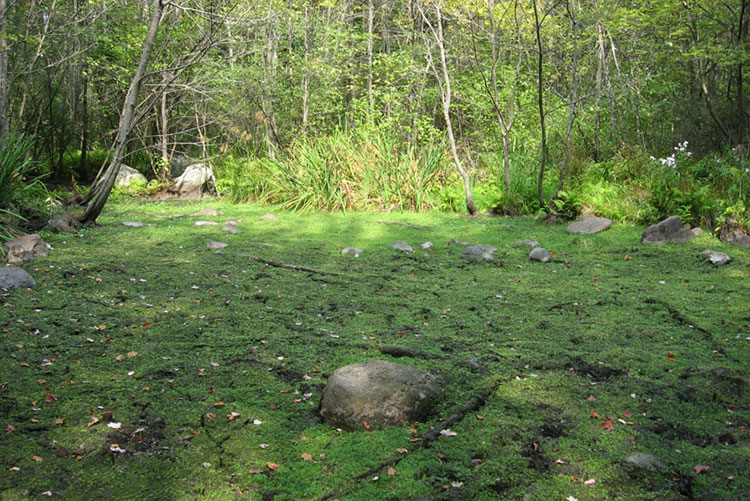 Vernal pool