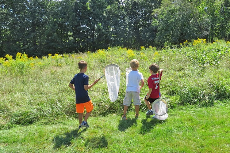 Boys going insect netting in a meadow