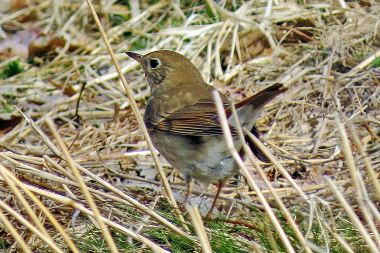 Hermit Thrush foraging in spring grass (Photo: Scott Santino)