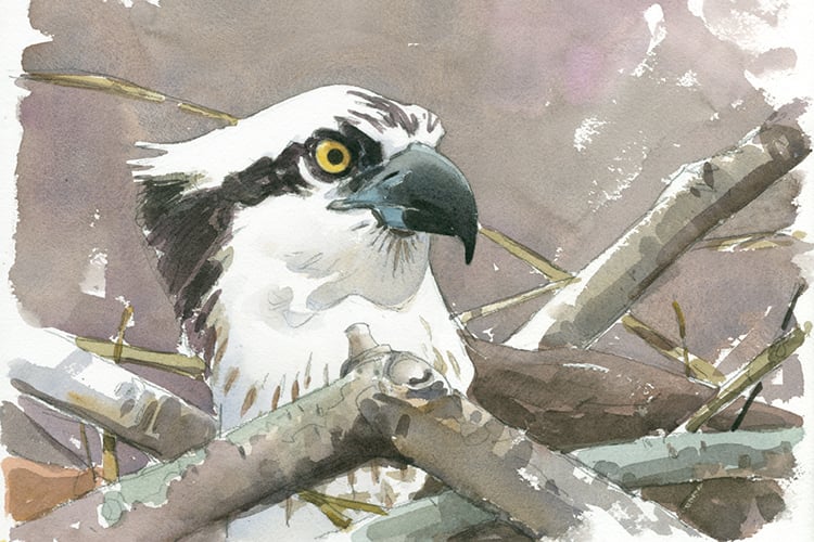 "Osprey on nest" watercolor © Barry Van Dusen