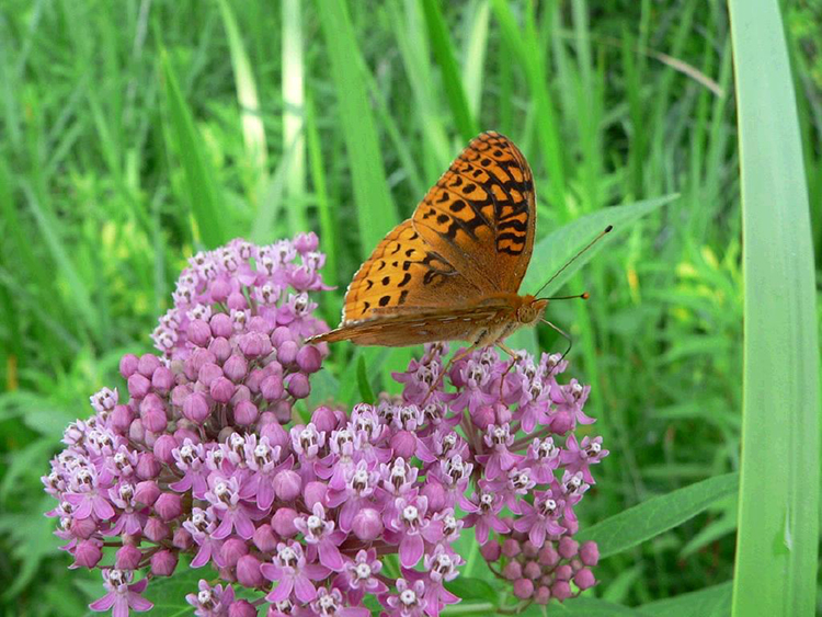 Great Spangled Fritillary