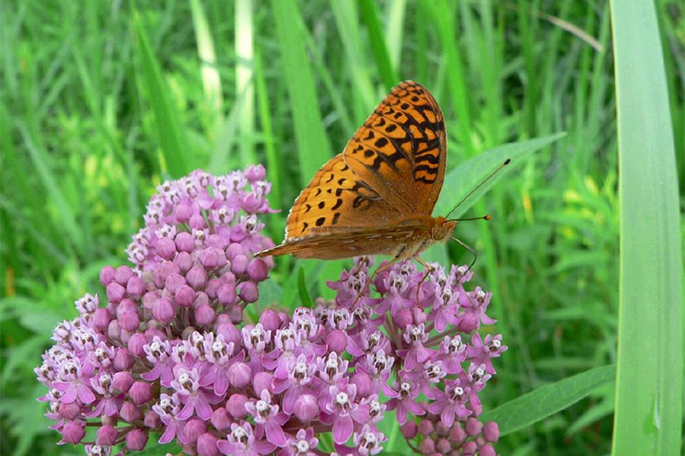 Great Spangled Fritillary butterfly at Lime Kiln Farm